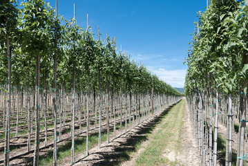 Obraz premium nursery