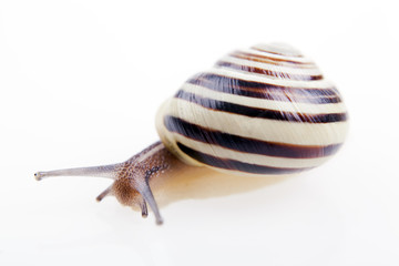 Garten-Bändeschnecke, links vorne