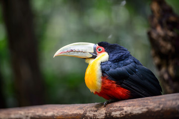 Toucan, National park Iguazu, Brazil