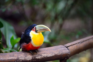 Toucan, National park Iguazu, Brazil