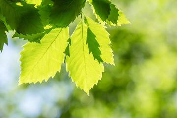 新緑の葉