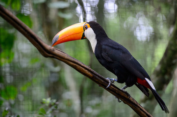 Toucan, National park Iguazu, Brazil