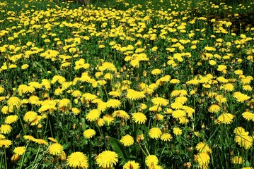 Art Beautiful spring flowers yellow background