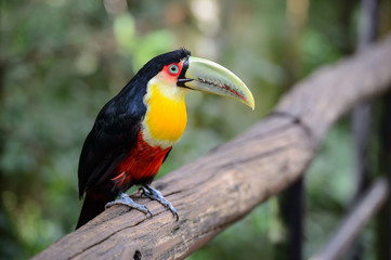 Toucan, National park Iguazu, Brazil