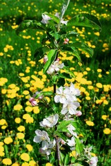 Blossoming tree brunch on grass green background