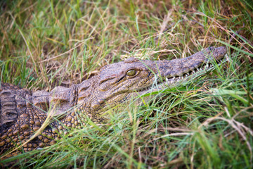 Young crocodile