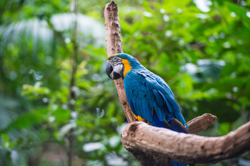 Parrot in bird park, Iguazu, Brazil