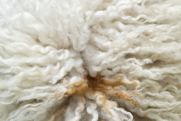 Sheep fur