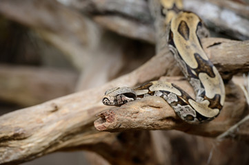 Snake in Amazon forest
