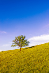 Fototapeta na wymiar lonely tree with blue sky and honey grass
