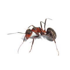 red ant isolated on white background