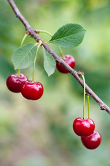 Red sweet cherries on a branch