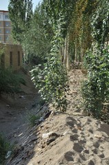 Fototapeta premium クチャ、ウイグル自治区、中国