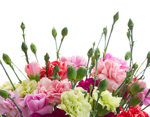 border of carnation flowers