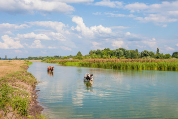 Cows in the river in summer