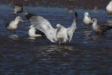 Mittelmeermöwe (Larus michahellis)