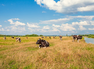 Cows on meadow with green and yellow grass