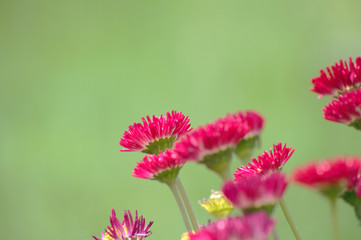 Hintergrund soft grün rote Bellis Blüten © fpic