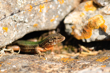Lagartija Ibiza