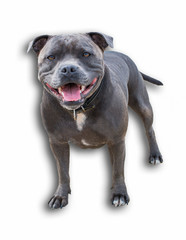 A blue coated staffordshire bull terrier