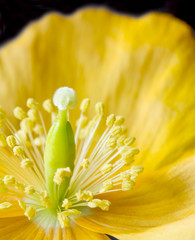 Obraz premium Yellow or Welsh Poppy 'Meconopsis cambrica' on black