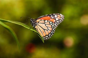Monarch