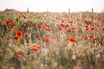 Fleur de printemps et coquelicots