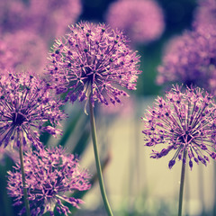 Fototapety  Kwiaty Allium w stylu retro
