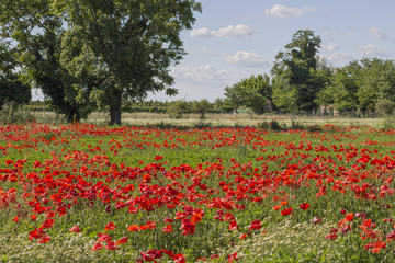 Red poppies fields