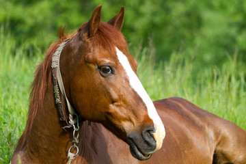 Obraz premium Portrait of horse