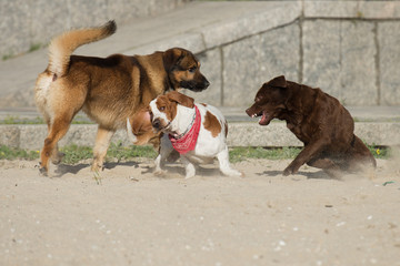 Dogs playing on the sand