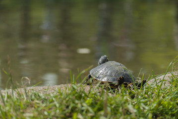 tartaruga