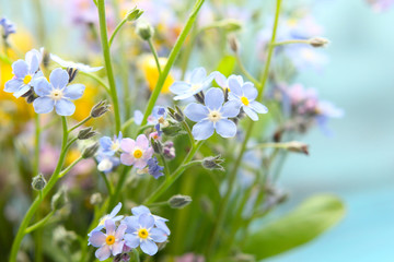  wildflowers background