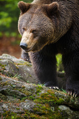 Brown bear (Ursus arctos)