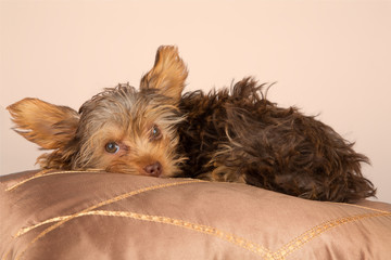 Tired cute little Yorkshire terrier resting on soft brown cushio