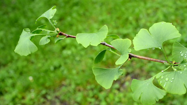 ginkgo