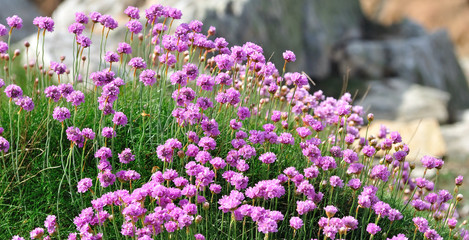 Fleurs sauvages de bord de mer en Bretagne