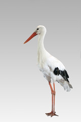 Storch isoliert