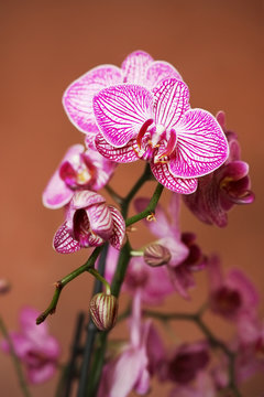 Phalaenopsis #3