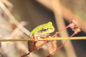 Japanese tree frog  Hyla japonica  in Japan