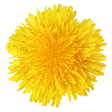 Fototapeta Top view of yellow dandelion flower isolated on white