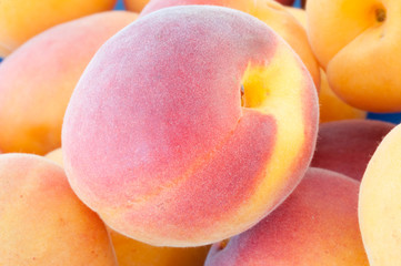 beautiful background of apricot