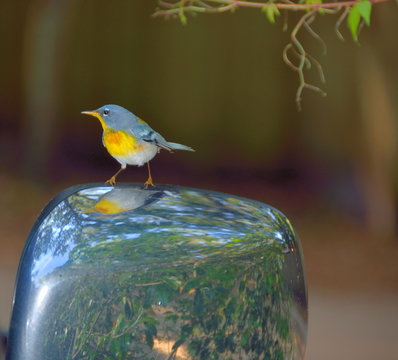 Northern Parula Wood Warbler on a car mirror