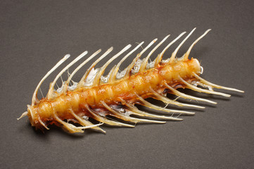 Fish skeleton isolated on the black background