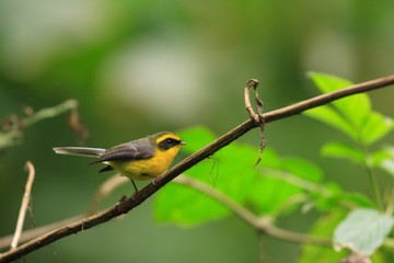 Yellow-bellied Fantail