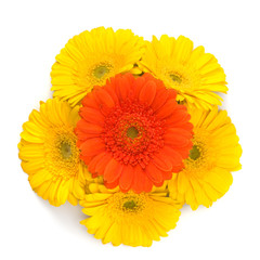 Beautiful daisy gerbera