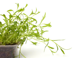 Tarragon spice