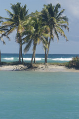 palm mayreau saint vincent and the grenadines caribbean 02