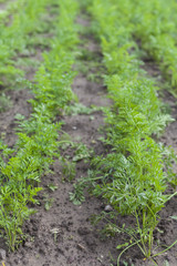 Carrots