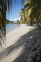palm mayreau saint vincent and the grenadines caribbean 21
